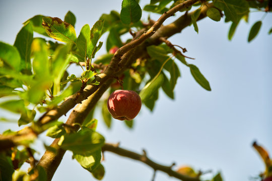Belle pomme rougissante, perch&eacute; sur sa branche, sous le soleil