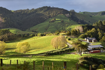 Patches of fresh green pastures and forest of farmland on hills of Mahurangi West near Auckland in...