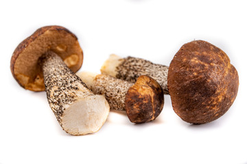 Mushroom Cossack on a white kitchen table. Fresh mushrooms collected in the forest of Central Europe.