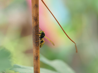 Wasp posing for a photographer         Macro photography wasp resting on a vine
