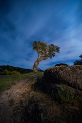 Night photograph of holm oak in the Cornalvo Natural Park in Extremadura, Spain