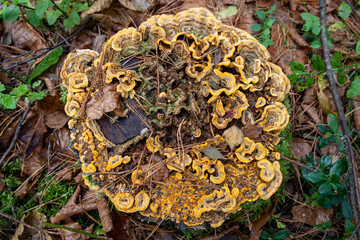 Small mushrooms growing on the old tree trunk. Vegetation in the forests of Central Europe.