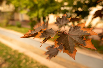 autumn leaves on wooden background