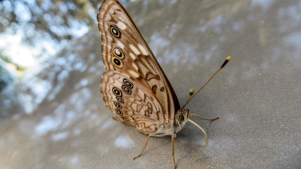 Colorful Moth in Repose
