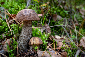 Cossack mushroom in a coniferous forest. Vegetation in the forests of Central Europe.