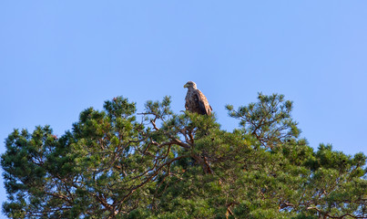 White-tailed eagle sits on a tree against the sky