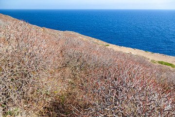 Tree spurge (Euphorbia dendroides) on a remote island of Palagruza in Croatian Adriatic