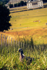 Greenwich park. London pigeon in the grass, England, UK.