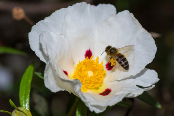 bee collecting pollen on the flower of rockrose