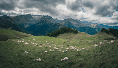 Fototapeta na wymiar sheep in the french pyrenees mountains