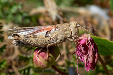 Grasshopper from the remote island of Palagruza in Croatian Adriatic