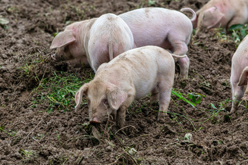 Small piglets playing in the mud with siblings
