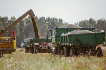 Fototapeta premium Combine harvesting the rape field
