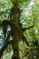Moss covered tree in Olympic National Park