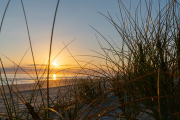 Golden glow of sedge growing on sand as dune protection