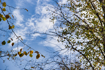 yellow leaves in autumn with blue sky background
