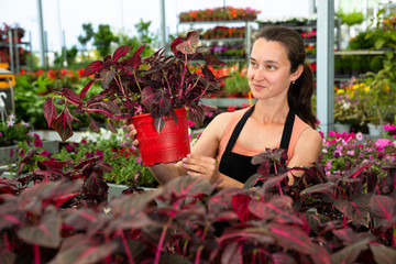 Woman showing iresine plants while gardening in greenhouse