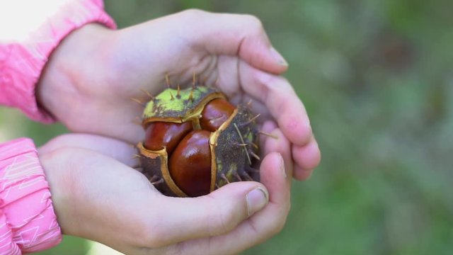 A children hand holding three chestnuts. Autumn composition - close-up of a brown chestnut in a crust. A fresh cracked chestnut in the shell. Autumn mood picture. Close-up photo of a chestnut.