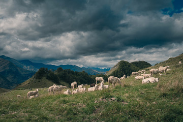 flock of sheep in the Ariege Pyrenees mountains