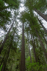 Skyward view of redwoods