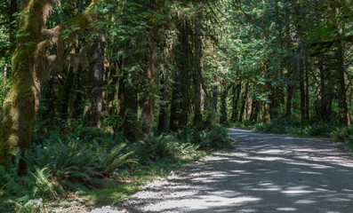 Dirt road in Olympic National Park