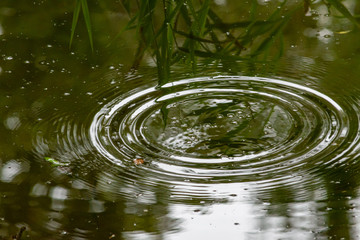 Large rain drop falling onto water