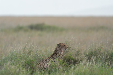 Cheetah Preparing To Hunt In Serengeti