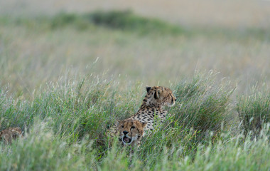 Cheetah In The Grass - Serengeti