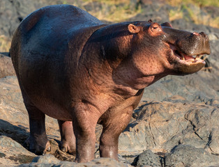 A Smiling Hippo