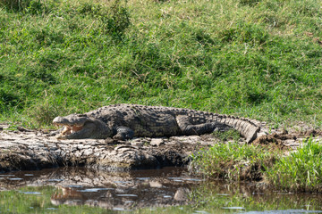 Crocodile