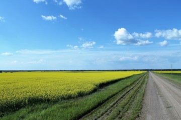 landscape with yellow canola field and blue sky