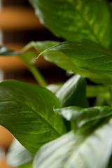 green plant in a pot