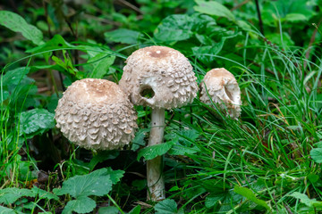 Three shaggy parasol mushrooms in undergrowth