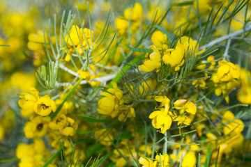 Close-up of Silver cassia plant