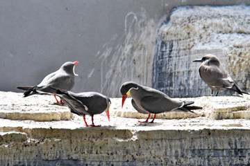 gray gulls on a stone parapet illuminated by the sun