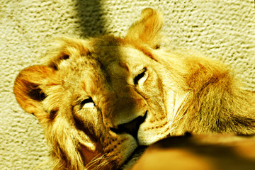 sleeping lion snout with eyes closed