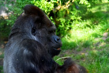 black gorilla side view against the background of greenery
