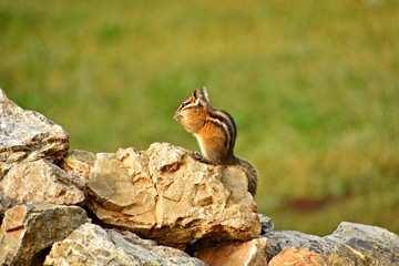Chipmunk eating seeds