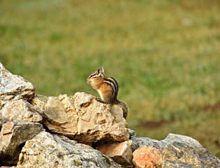 Chipmunk eating seeds