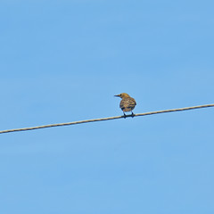bird sitting on electric wires against the blue sky