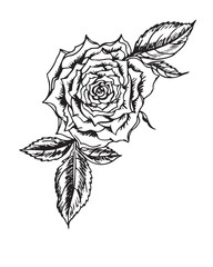 Rose, top view, black and white graphic drawing in retro style. Floral vector illustration with a rose.