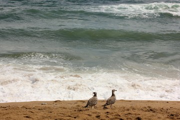 Two cormorants on the shore
