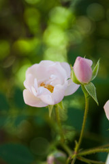 Pink mini rose