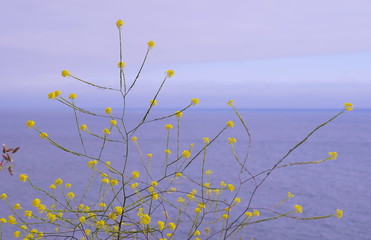 Yellow flowers blue background