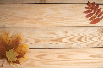 Autumn yellow foliage on the wooden planks. Autumn background concept. Leaf fal. Copy space..