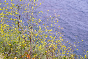 Obraz na płótnie Canvas Delicate Yellow flowers by ocean