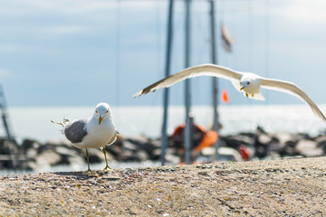 Mewy © Konrad Kerker