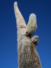 Cactus in the sky