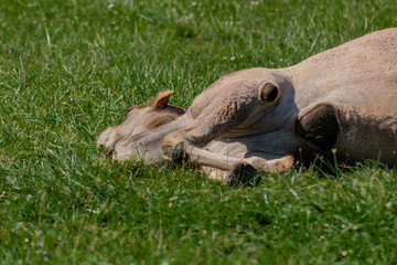 camel relaxing in a green grass meadow