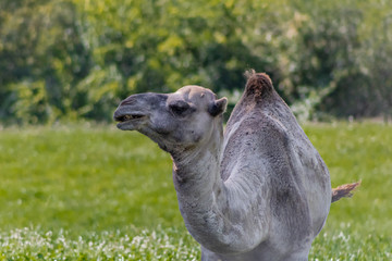 camel relaxing in a green grass meadow